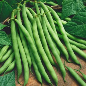 Bush Beans – Blue Lake – 4″ Pot