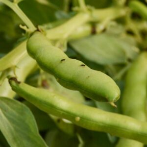 Beans – Fava – 4″ Pot