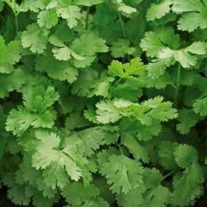 Cilantro – Santo – 4″ Pot