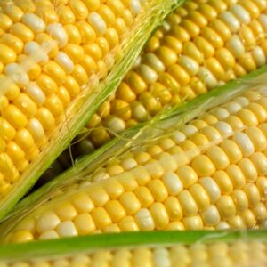 Corn – Butter and Sugar – 4″ Pot
