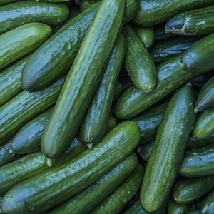 Cucumber – Burpless – 4″ Pot