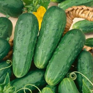 Cucumber – Homemade Pickles – 4″ Pot