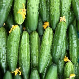 Cucumber – Marketmore – 4″ Pot