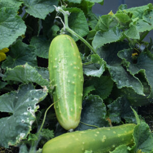 Cucumber – Snacker – 4″ Pot