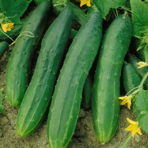 Cucumber – Straight 8 – 4″ Pot