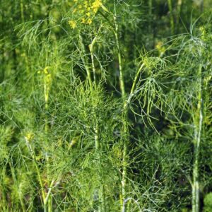 Dill – Fernleaf – 4″ Pot