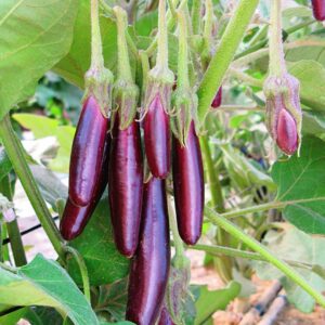 Eggplant – Little Fingers – 4″ Pot