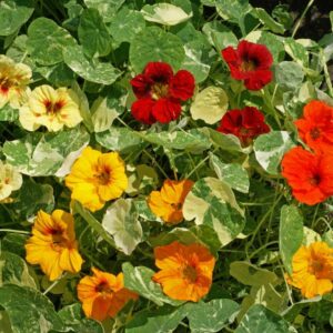 Nasturtium – Alaska Mix – 4″ Pot