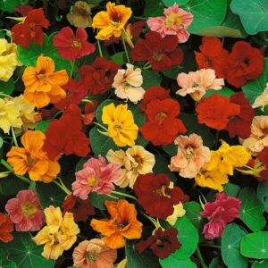 Nasturtium – Jewel Mix – 4″ Pot
