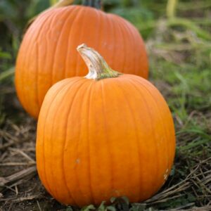 Pumpkin – Howden – 4″ Pot