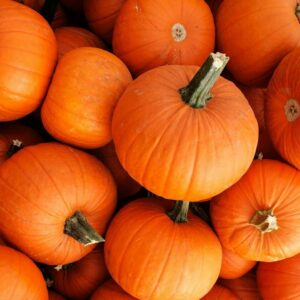 Pumpkin – New England Pie – 4″ Pot