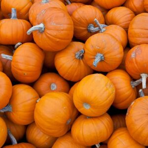 Pumpkin – Wee B Little – 4″ Pot