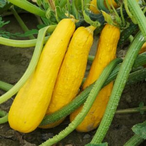 Squash Early Prolific – Straight Neck – 4″ Pot
