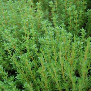 Thyme – English (Common) – 4″ Pot