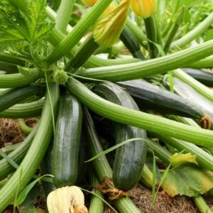 Zucchini – Ambassador – 4″ Pot