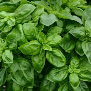 Basil – Pesto Party – 4.5″ Pot