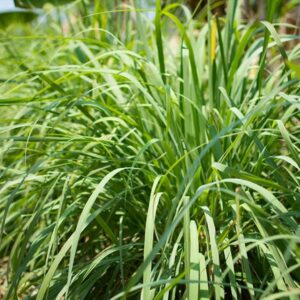 Lemongrass – East Indian – 4.5″ Pot