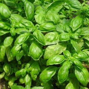 Basil – DMR Passion – 6.5″ Pot