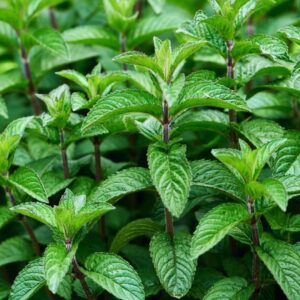 Mint – Mojito – 6.5″ Pot