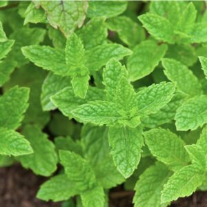 Mint – Spearmint – 6.5″ Pot