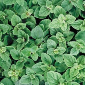 Oregano – Greek – 6.5″ Pot