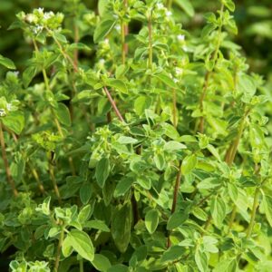 Oregano – Italian – 6.5″ Pot