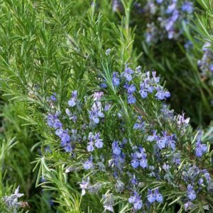 Rosemary – Tuscan Blue – 6.5″ Pot