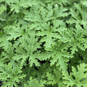 Scented Geranium – Citronella – 6.5″ Pot