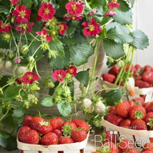 Strawberry – Ruby Ann – 4.5″ Pot