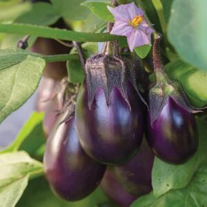 Eggplant – Patio Baby – 4″ Pot