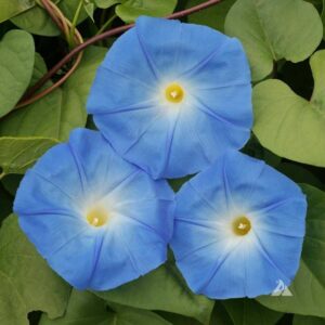Morning Glory – Heavenly Blue – 4″ Pot