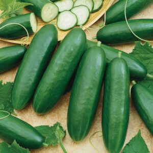 Cucumber – Diva – 4″ Pot
