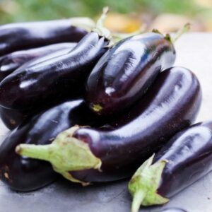 Eggplant – Violetta Lunga – 4″ Pot
