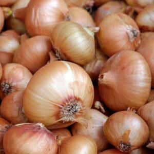 Onion – Candy – 4″ Pot