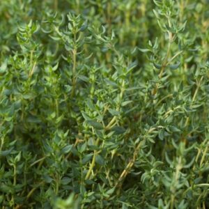 Thyme – French – 4″ Pot