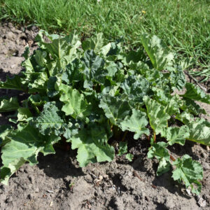 Rhubarb – Victoria – 6.5″ Pot