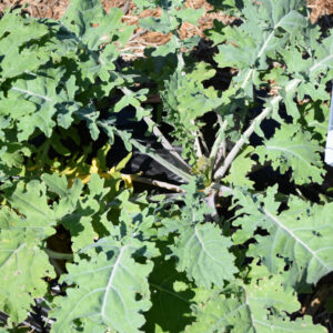 Kale – White Russian – 4″ Pot