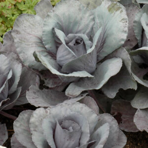 Cabbage – Ruby Perfection – 4″ Pot