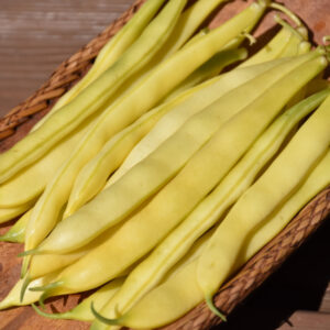 Beans – Golden Wax – 4″ Pot