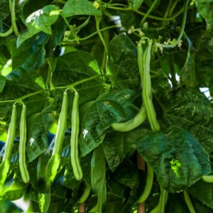 Green Beans – Kentucky Wonder – 4″ Pot