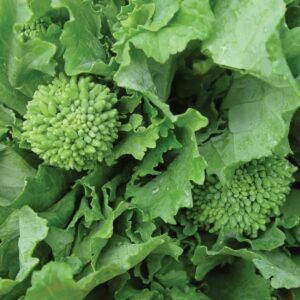 Broccoli Raab – 4″ Pot