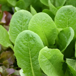 Lettuce – Romaine – 4″ Pot