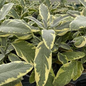 Sage – Bergarten – 4″ Pot