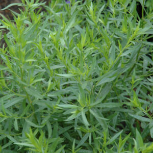 Tarragon – French – 4″ Pot