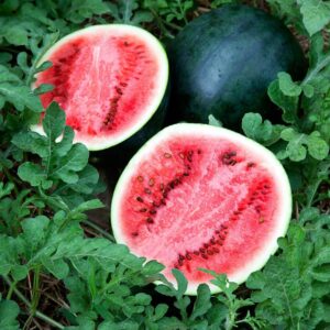 Watermelon – Sugar Baby – 4″ Pot