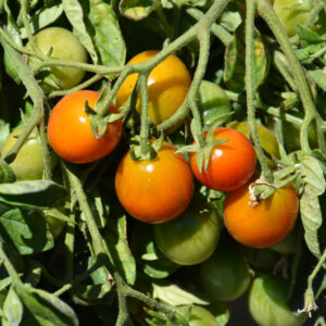 Tomato – Tumbler – 8″ Hanging Basket