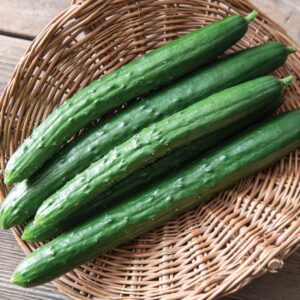 Cucumber – Sashimi – 4″ Pot