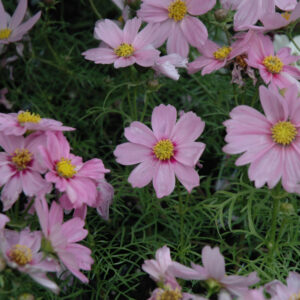 Cosmos – Sonata Pink Blush – 4″ Pots
