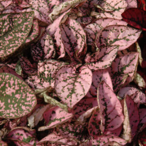 Hypoestes – Splash Pink – 4″ Pot