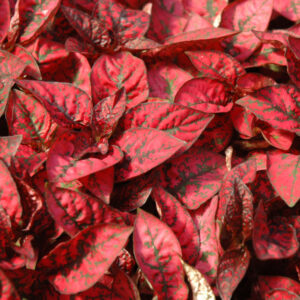 Hypoestes – Splash Red – 4″ Pot
